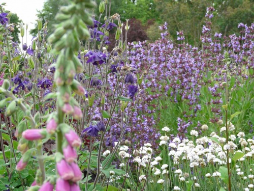 Spring Flowers in the Gravel Garden