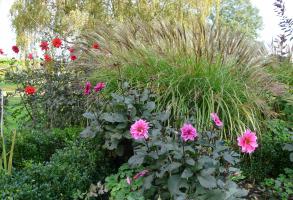 Planting Scheme 1 Planting Scheme 1