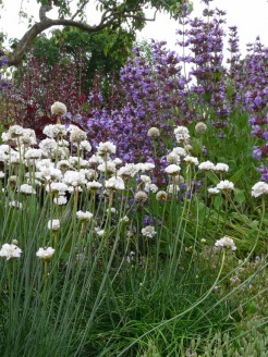 Spring Flowers in the Gravel Garden