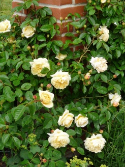 Roses starting to cover the pillars